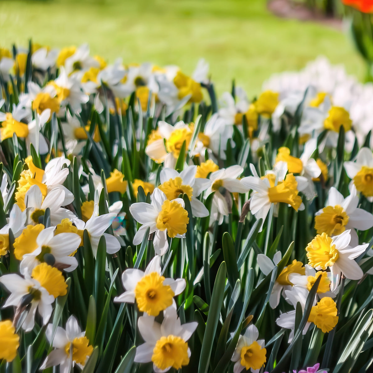 Daffodil Ice Follies Bulbs - 10 Bulbs