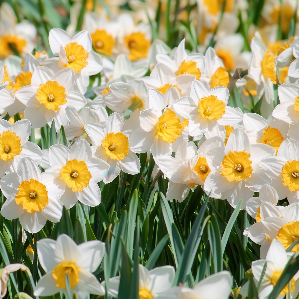 Daffodil Ice Follies Bulbs - 10 Bulbs