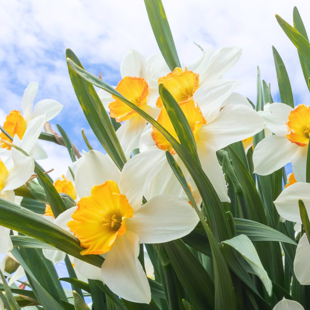 Daffodil Ice Follies Bulbs - 10 Bulbs