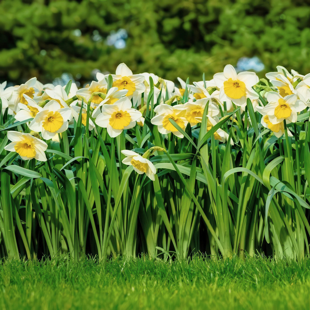 Daffodil Ice Follies Bulbs - 10 Bulbs