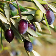 Olea 'Leccino' Olives - 2 Gallon (PICK UP ONLY)