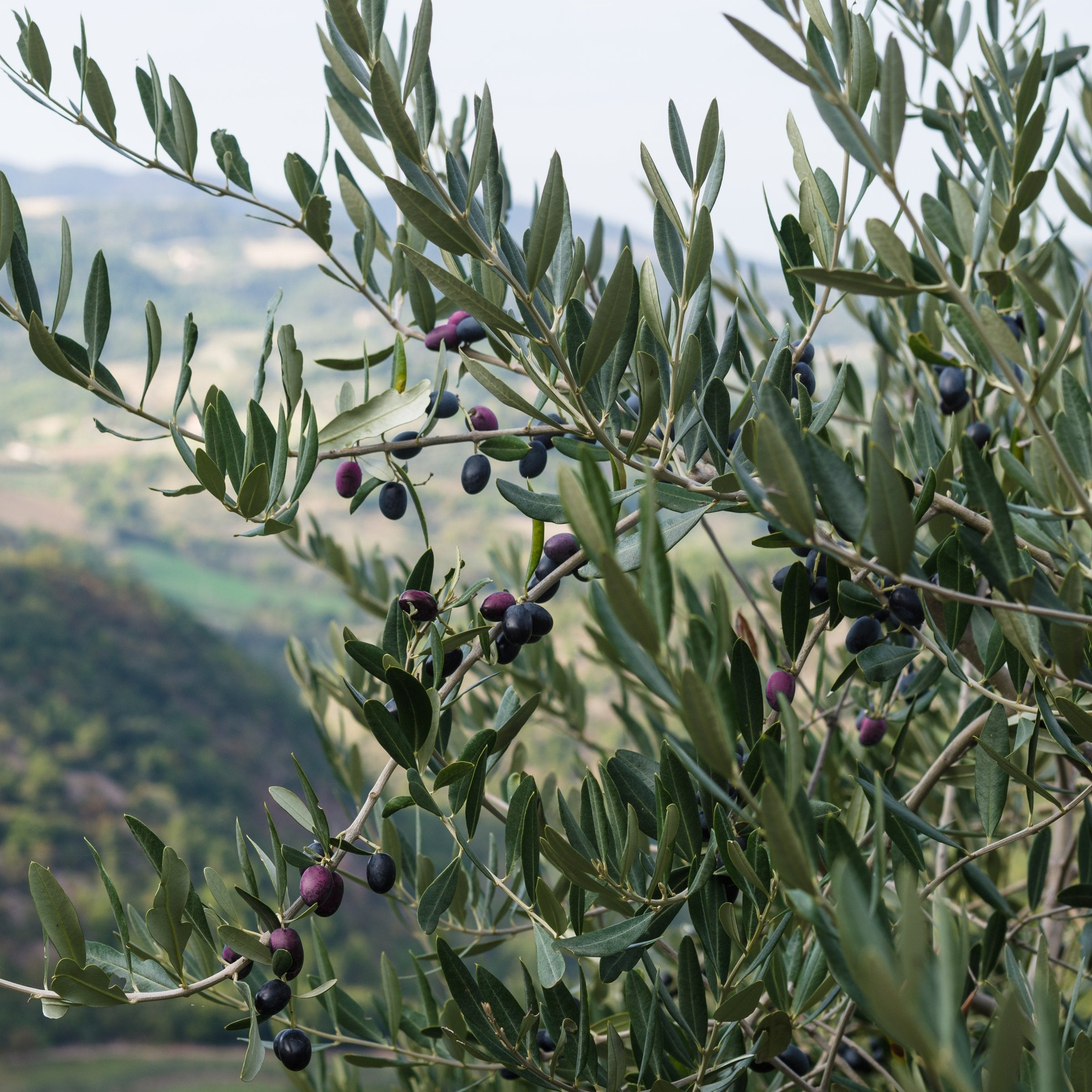Olea 'Leccino' Olives - 2 Gallon (PICK UP ONLY)