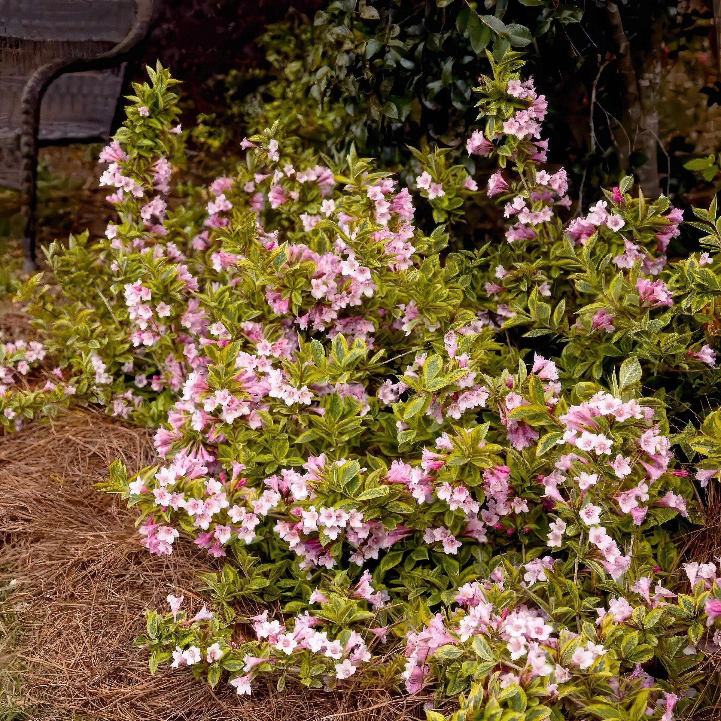 Weigela 'Variegated' - 1 Gallon (PICK UP ONLY)