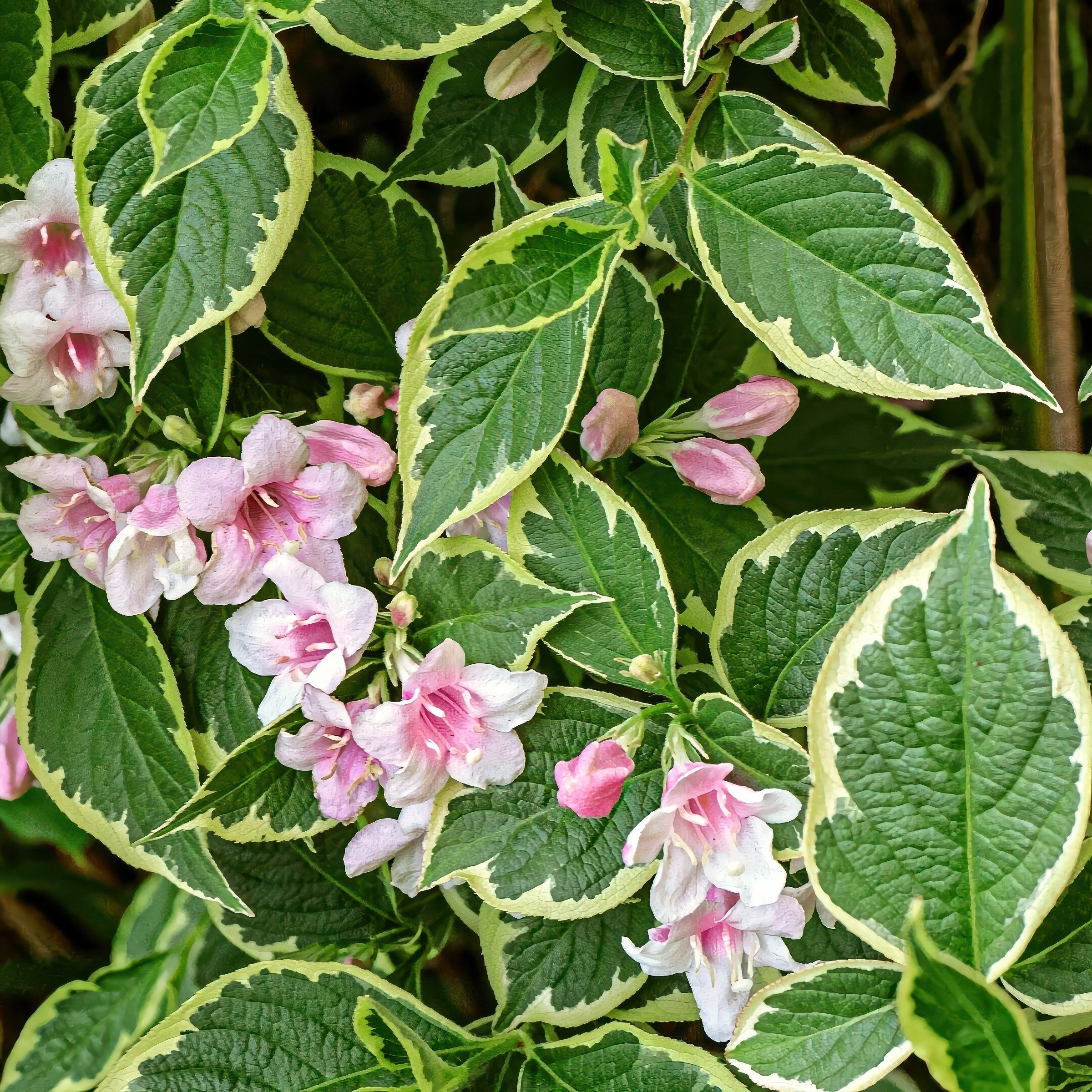Weigela 'Variegated' - 1 Gallon (PICK UP ONLY)