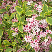Weigela 'Variegated' - 1 Gallon (PICK UP ONLY)