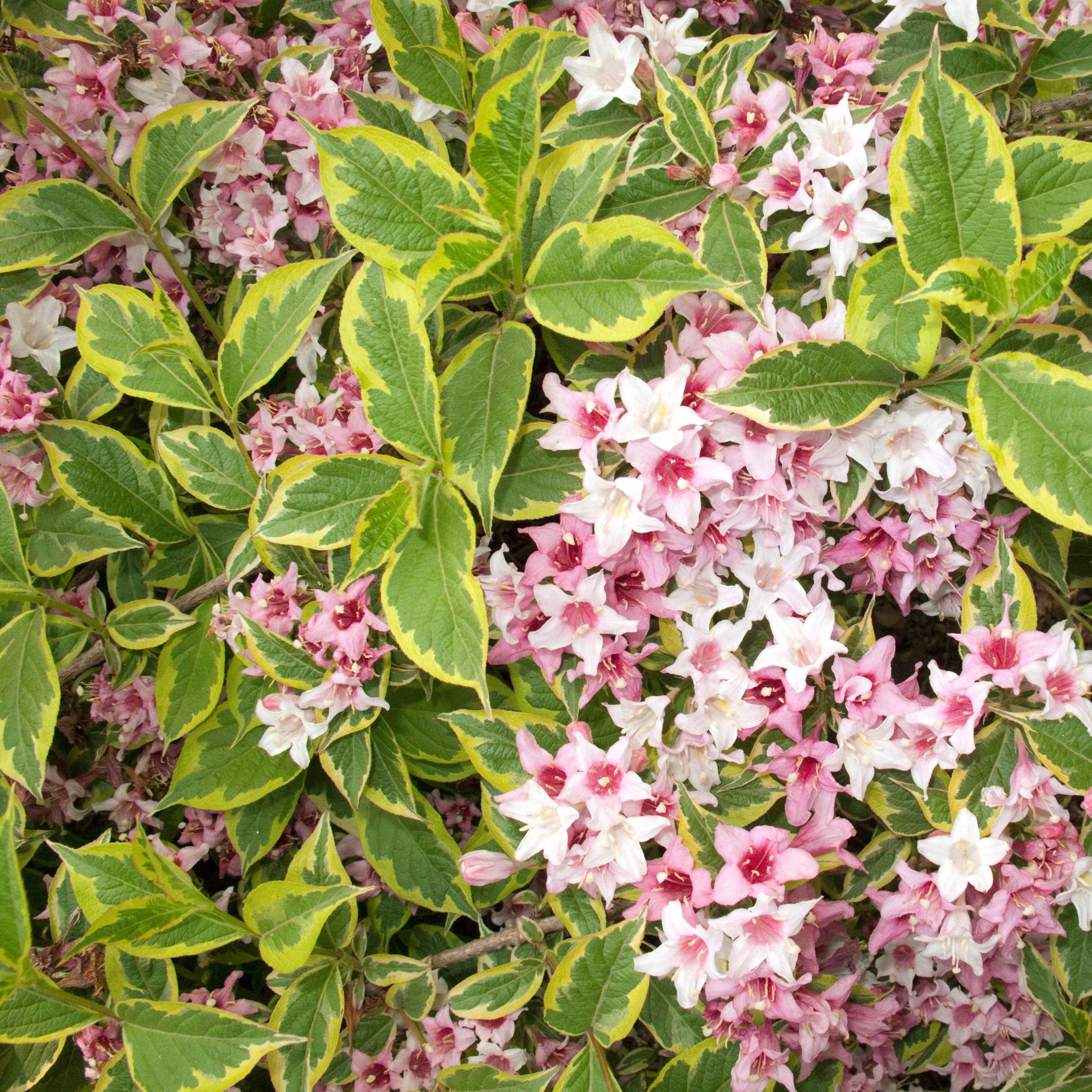 Weigela 'Variegated' - 1 Gallon (PICK UP ONLY)