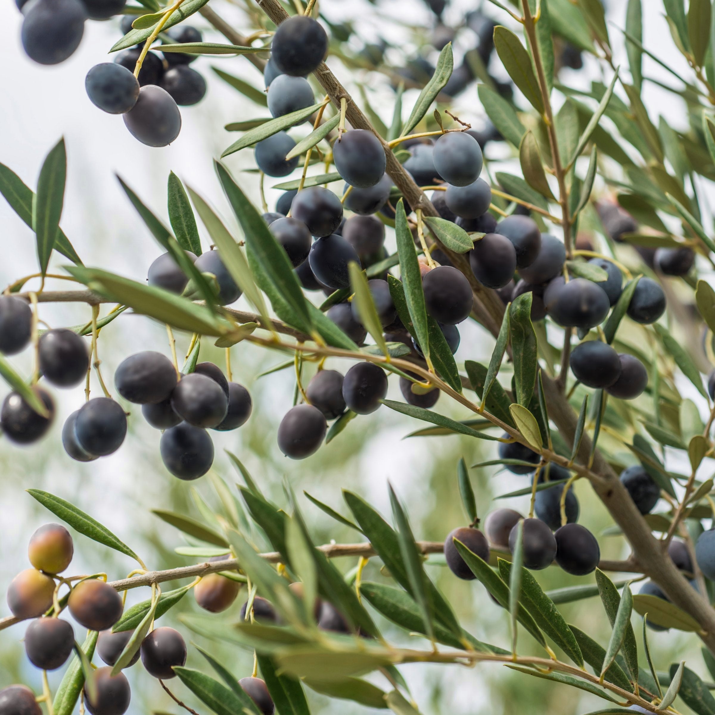 Bucida Black Olive 'Shady Lady'  - 1 Gallon Pot