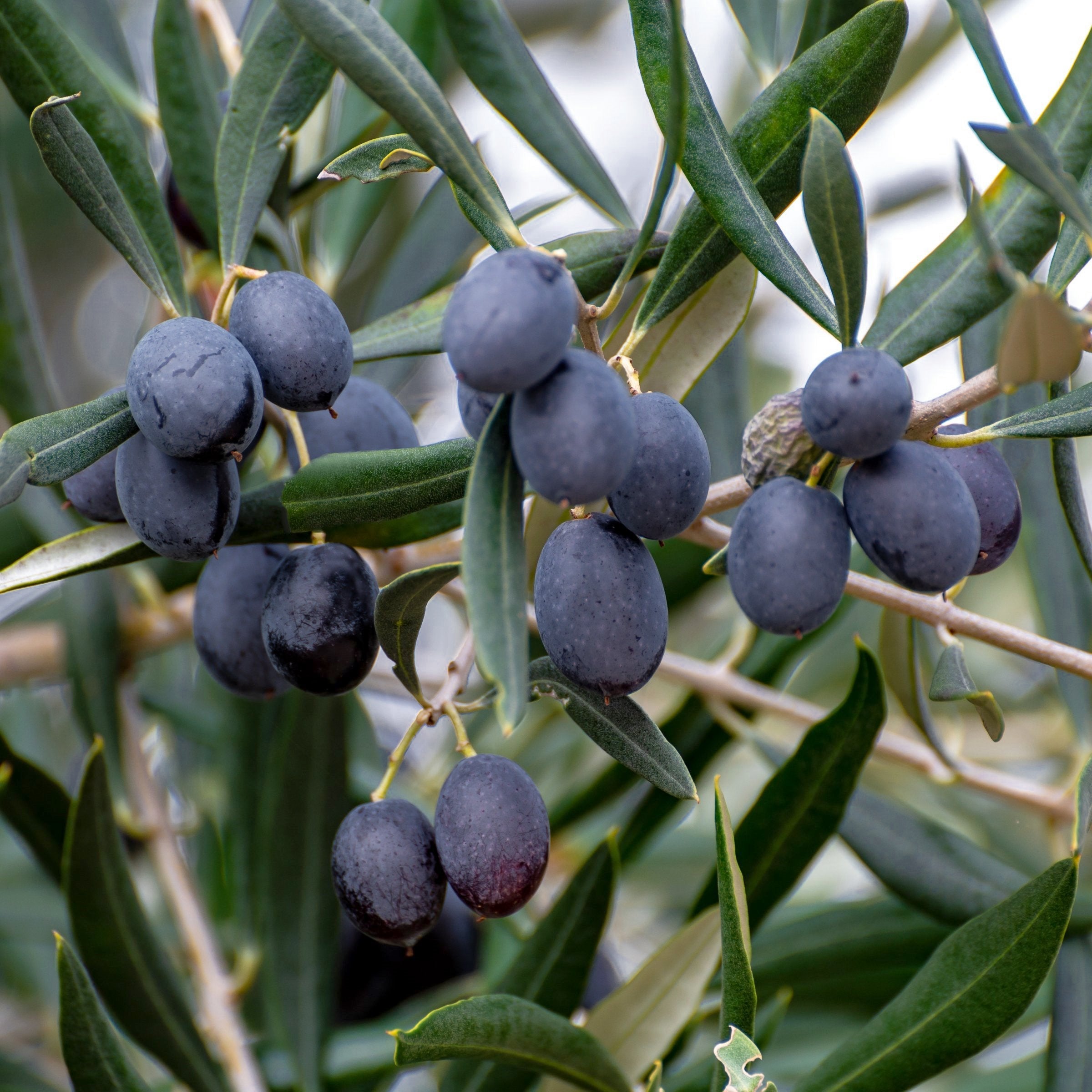 Bucida Black Olive 'Shady Lady'  - 1 Gallon Pot