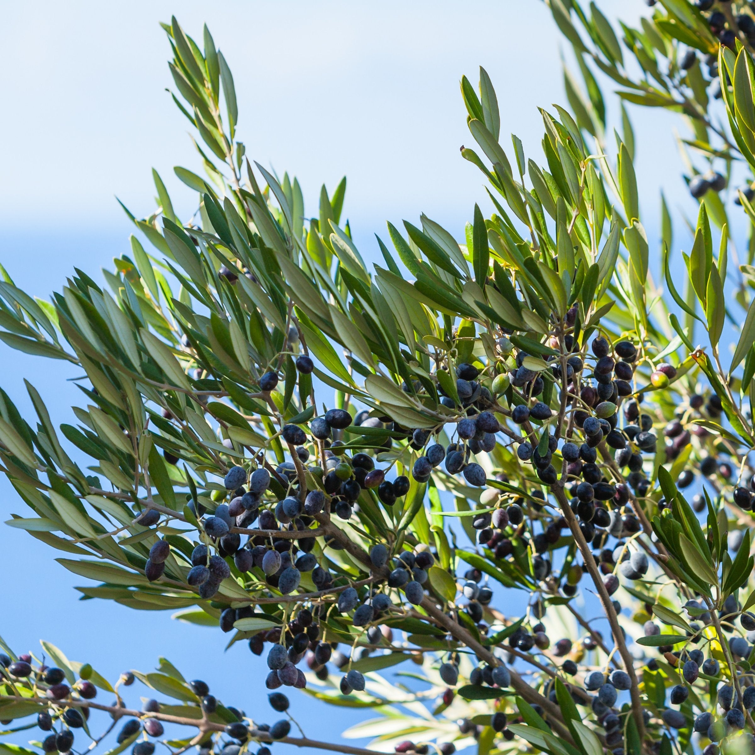 Bucida Black Olive 'Shady Lady'  - 1 Gallon Pot