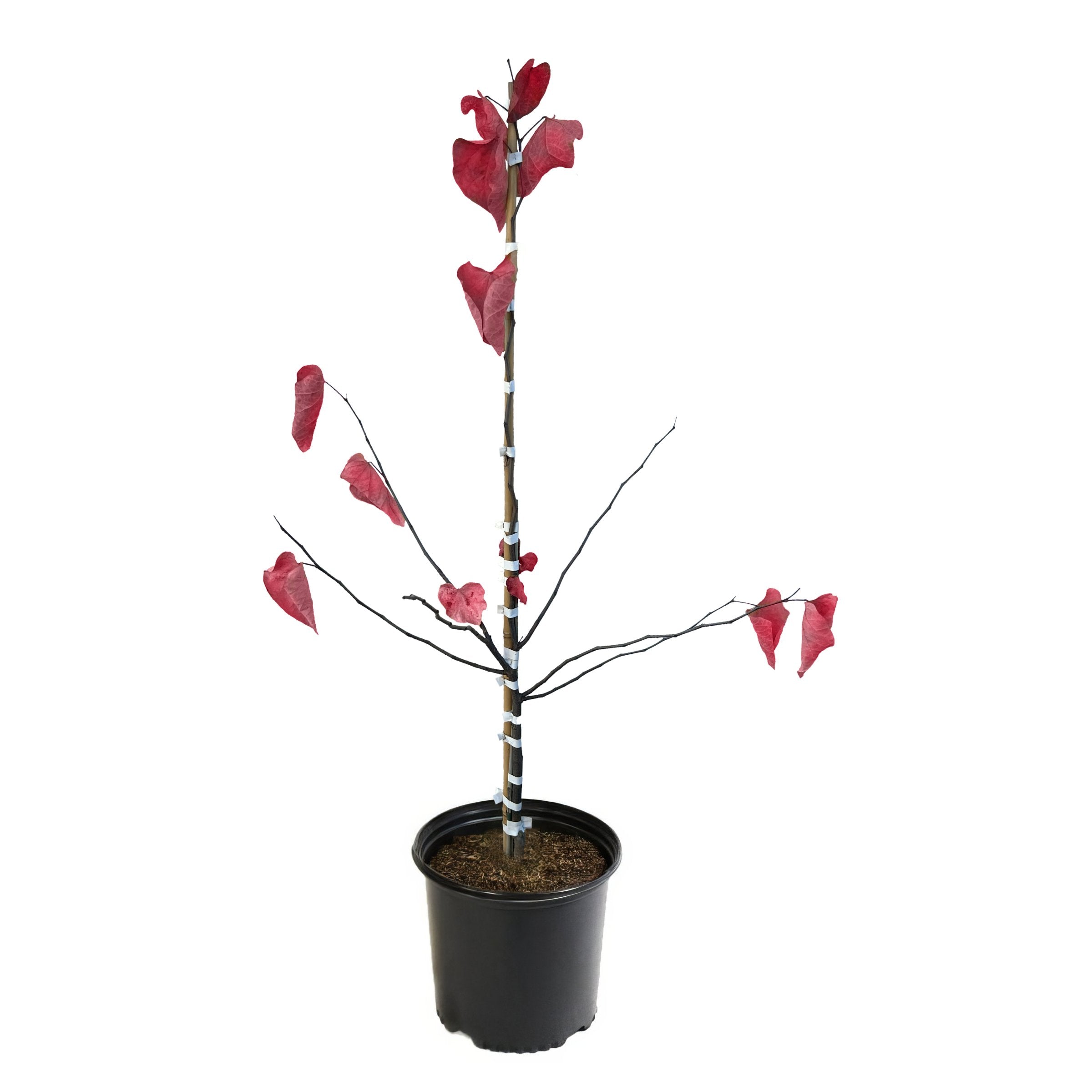 Cercis, Hearts A'Fire™ Redbud Tree - 2 Gallon Pot
