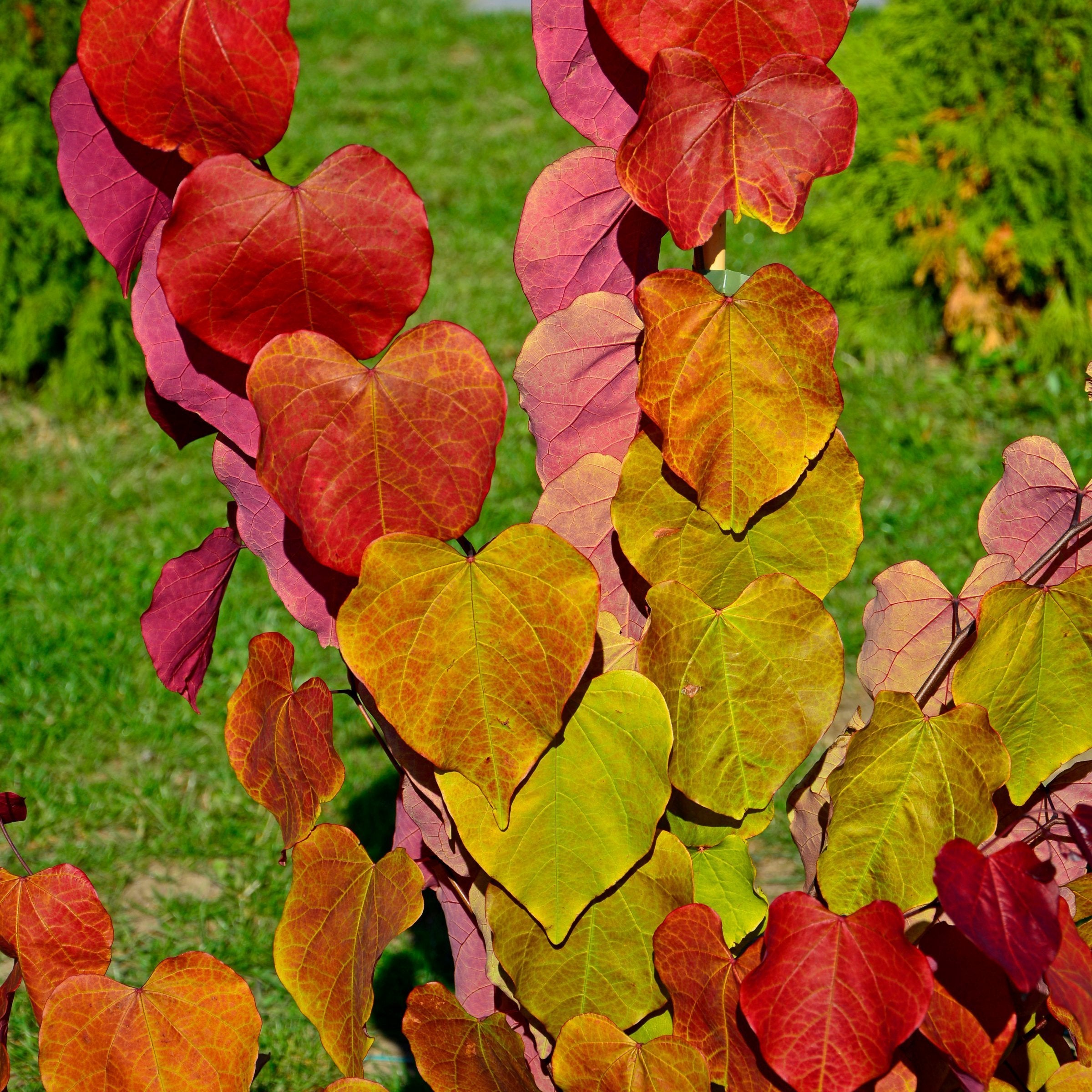 Cercis, Hearts A'Fire™ Redbud Tree - 2 Gallon Pot