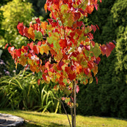 Cercis, Hearts A'Fire™ Redbud Tree - 2 Gallon Pot