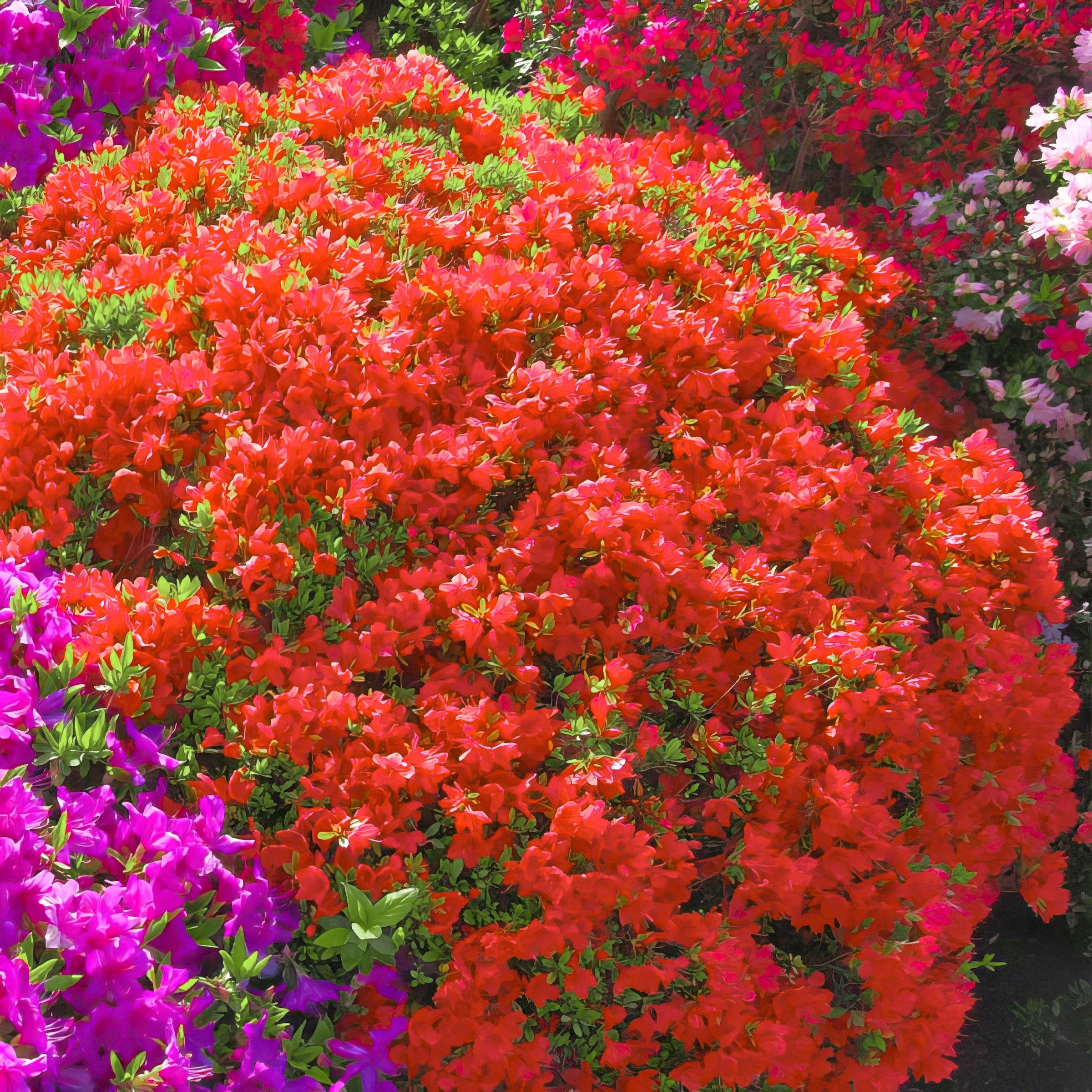 FlorAmore® 'Red' Reblooming Azalea - 4" Pot, SPRING PREORDER