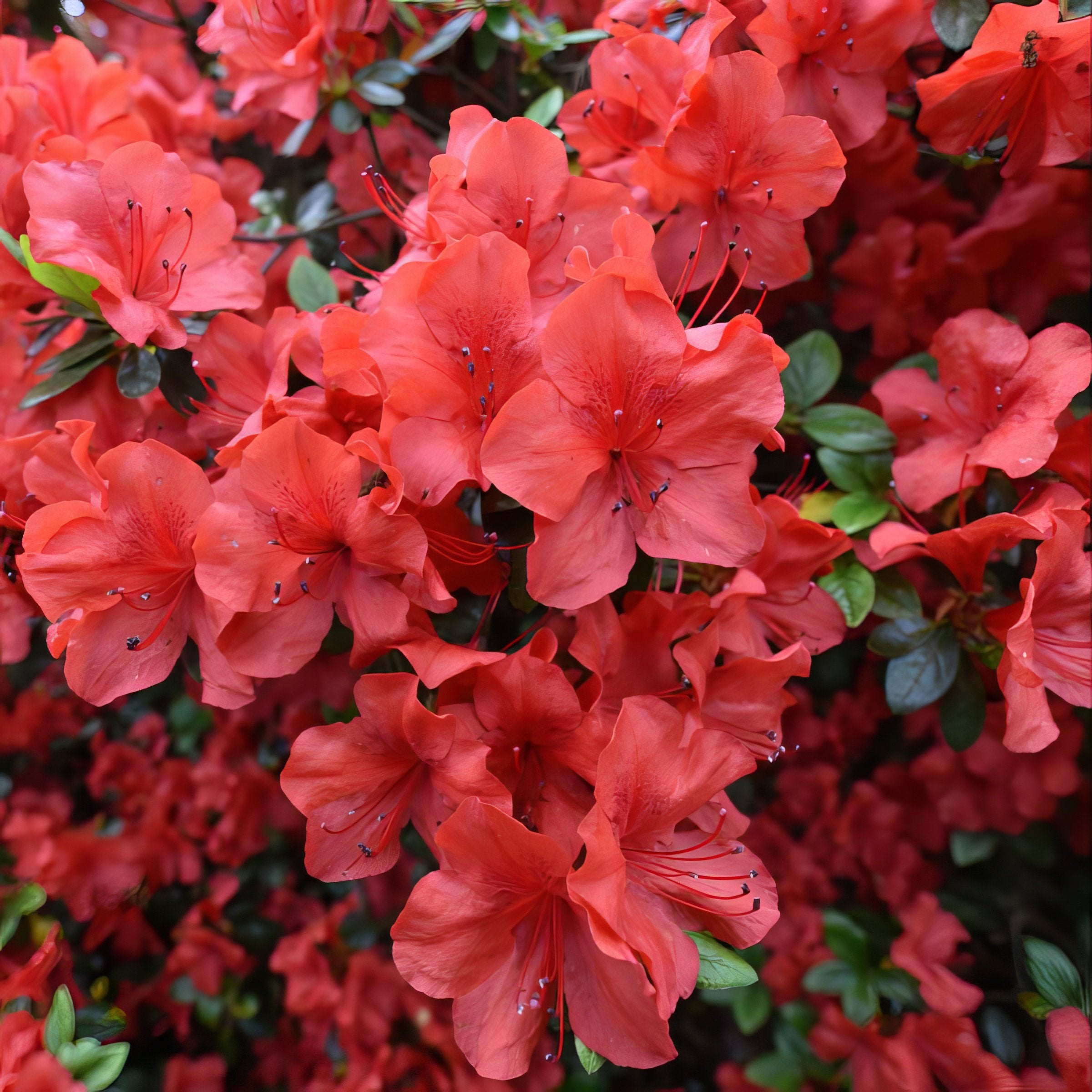 FlorAmore® 'Red' Reblooming Azalea - 4" Pot, SPRING PREORDER