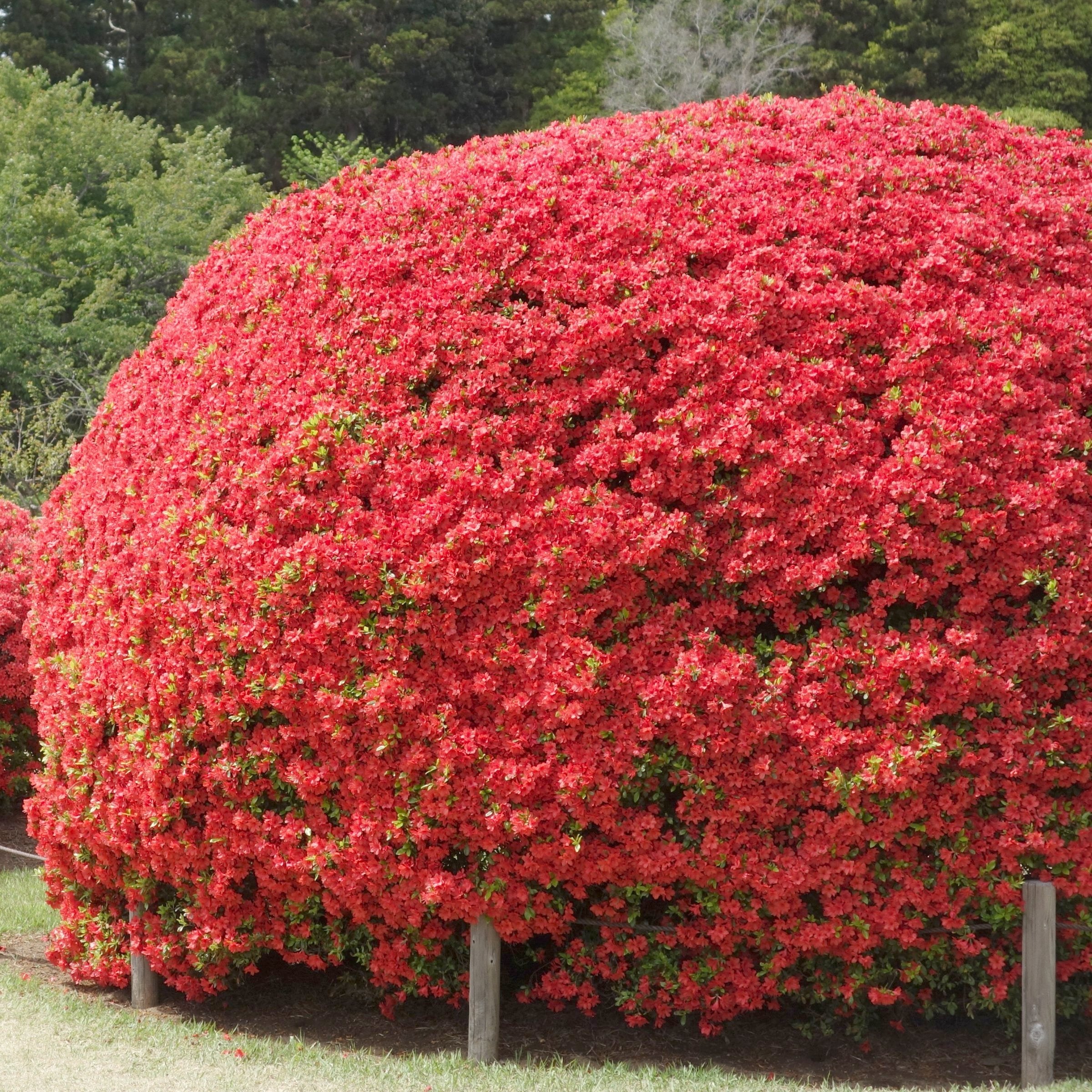 FlorAmore® 'Red' Reblooming Azalea - 4" Pot, SPRING PREORDER