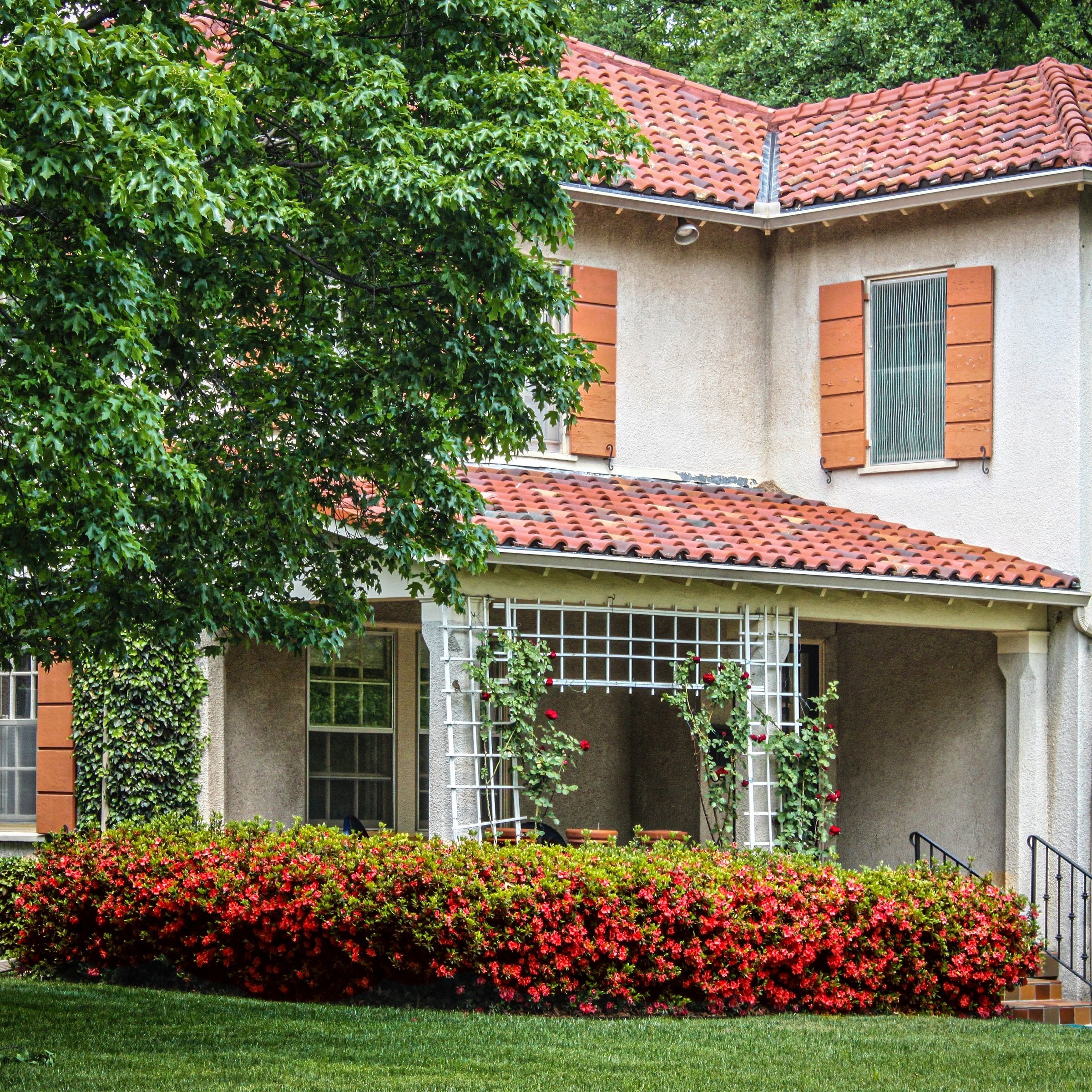 FlorAmore® 'Red' Reblooming Azalea - 4" Pot, SPRING PREORDER