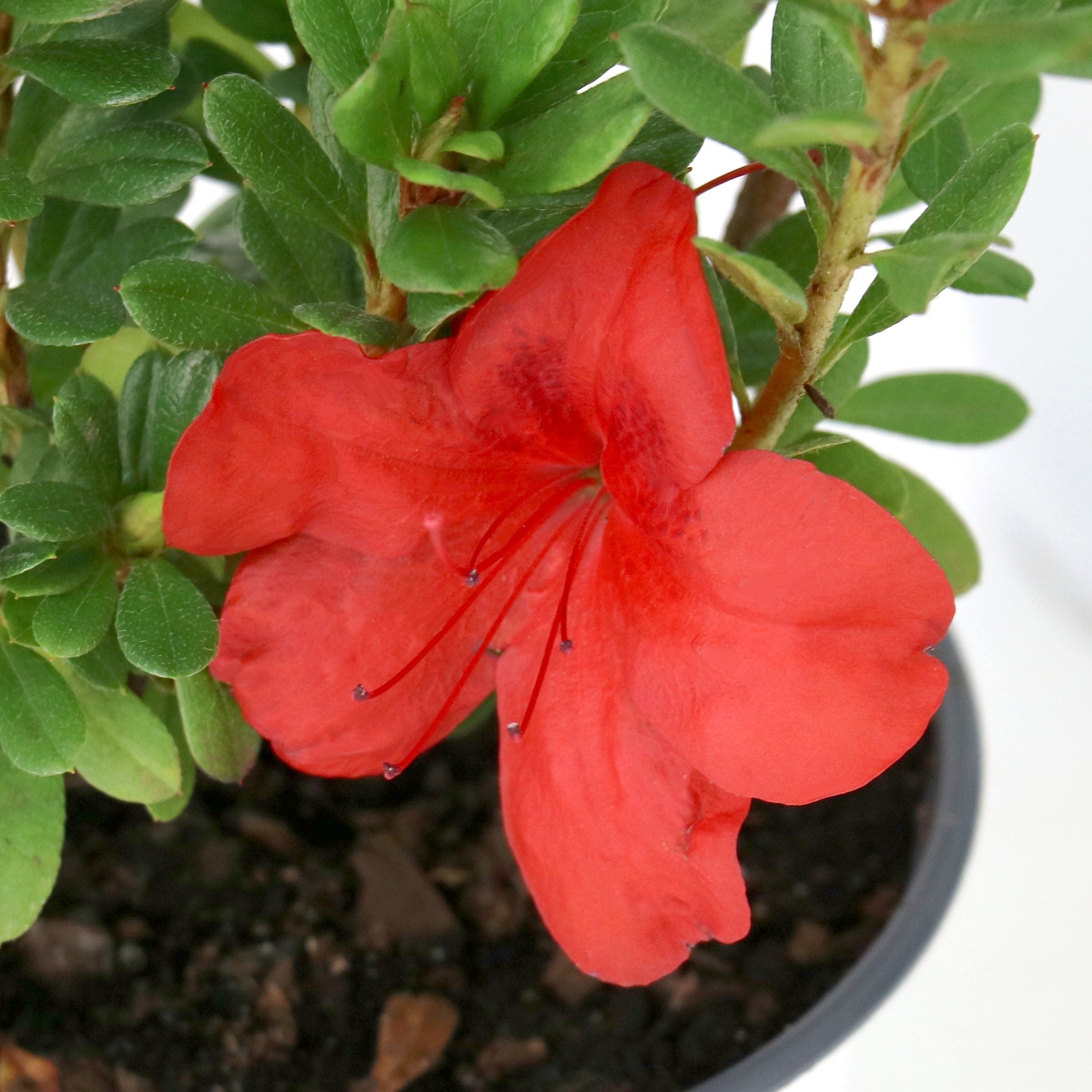 FlorAmore® 'Red' Reblooming Azalea - 4" Pot, SPRING PREORDER