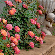 Arizona Rose- Bare Root