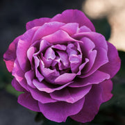 Heirloom Rose - Bare Root