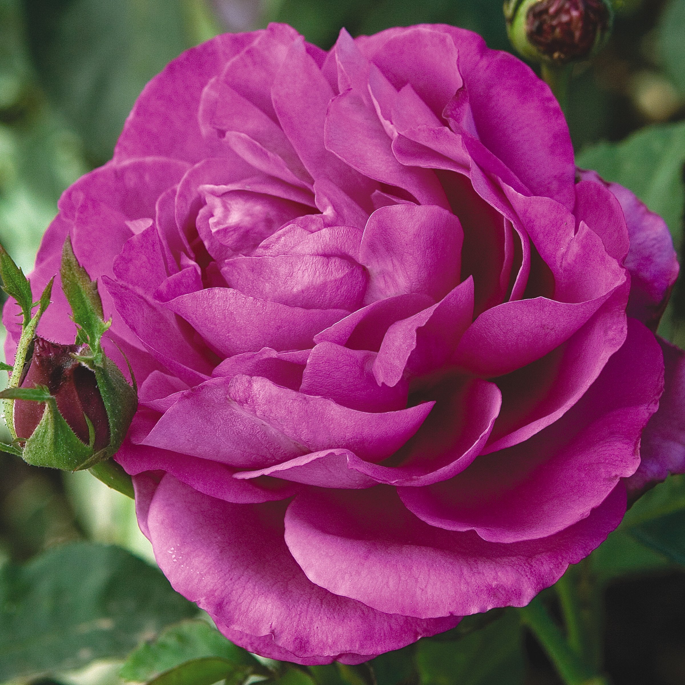 Heirloom Rose - Bare Root