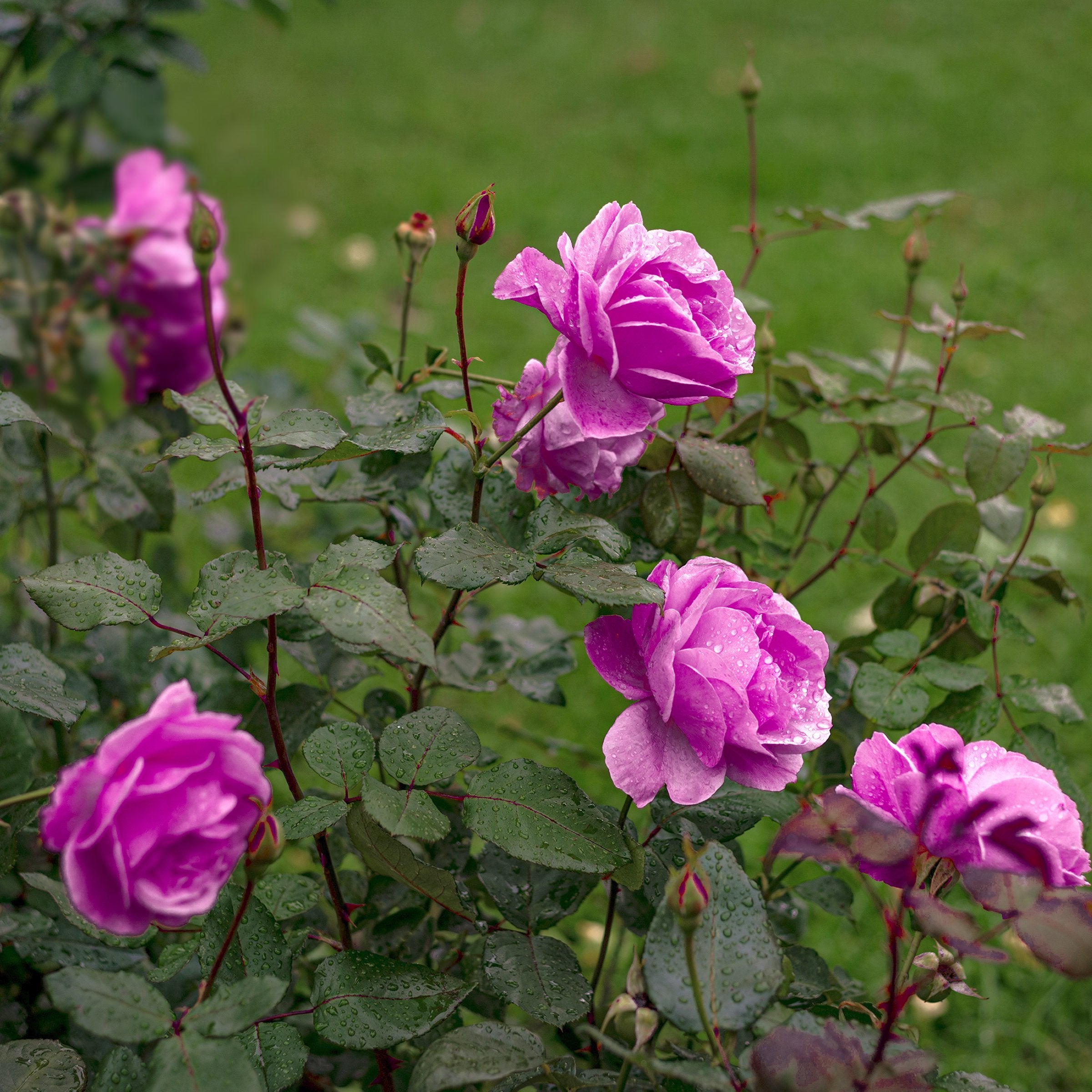 Heirloom Rose - Bare Root