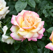 Peace Rose - Bare Root