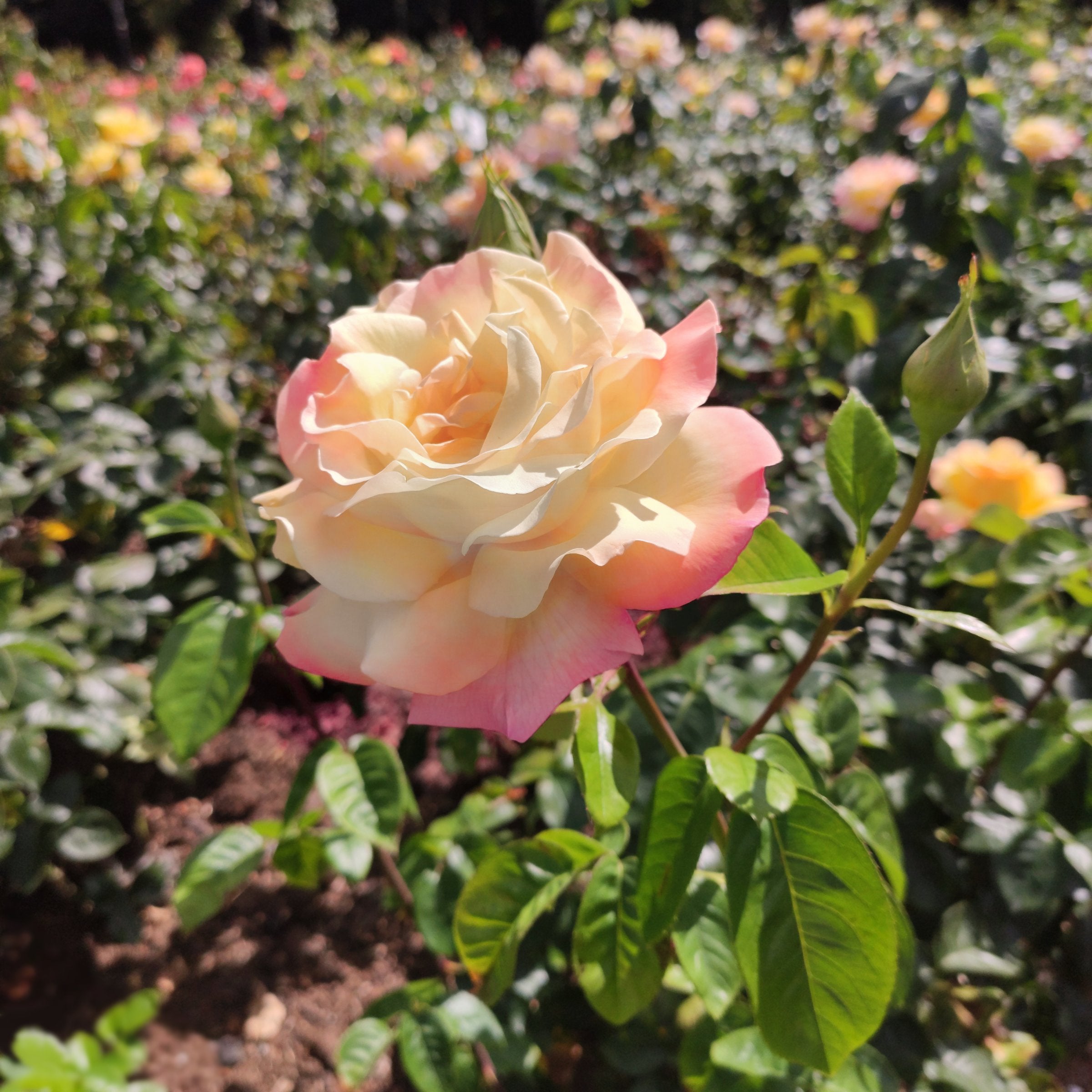Peace Rose - Bare Root