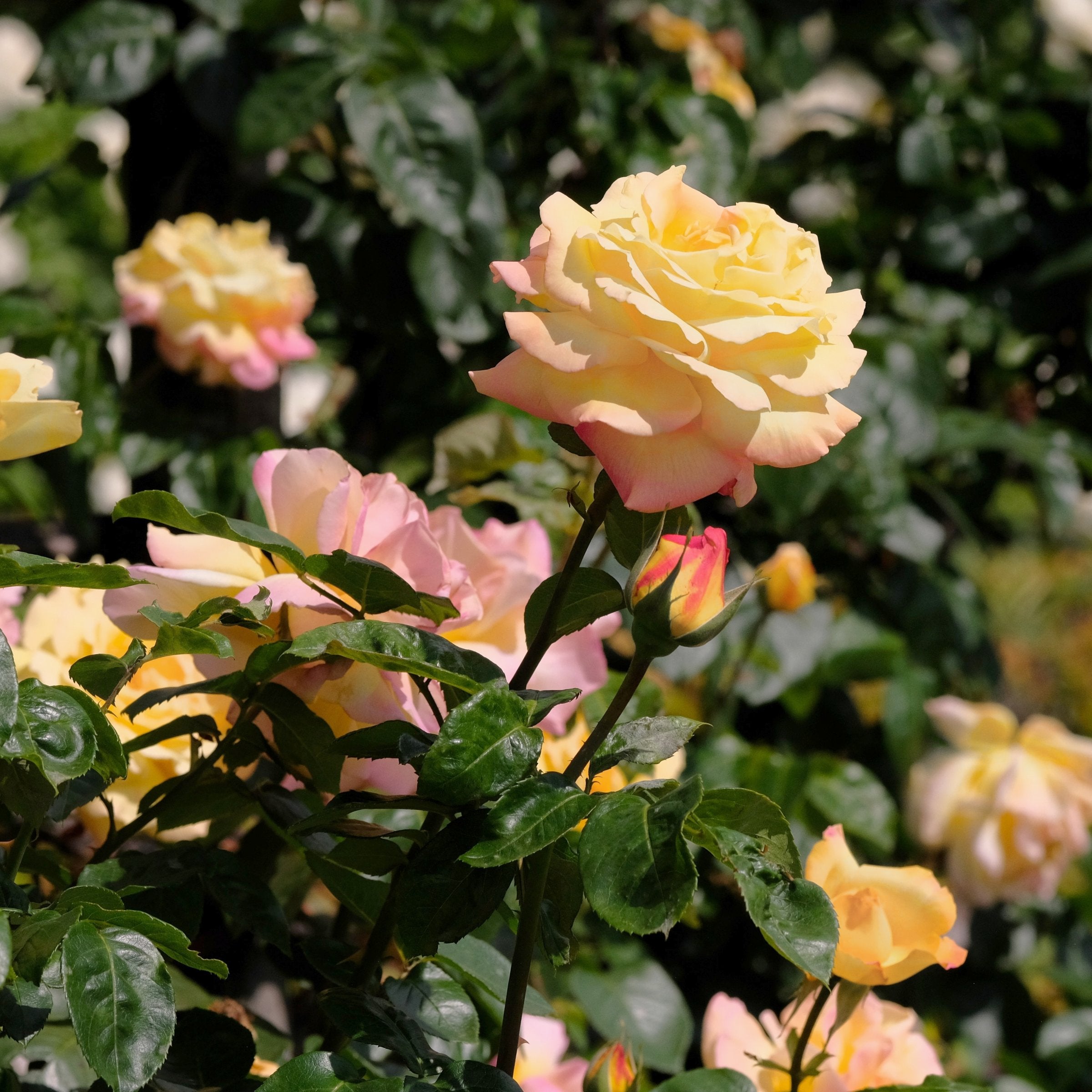 Peace Rose - Bare Root