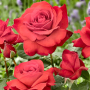 Fragrant Cloud Rose - Bare Root