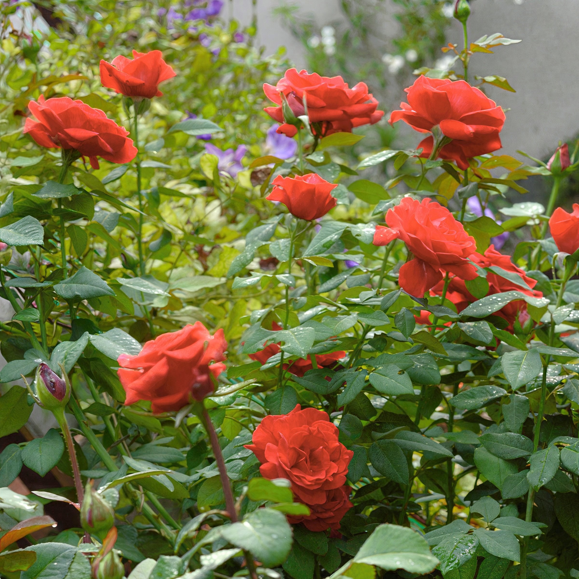 Fragrant Cloud Rose - Bare Root