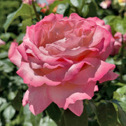 First Prize Rose - Bare Root
