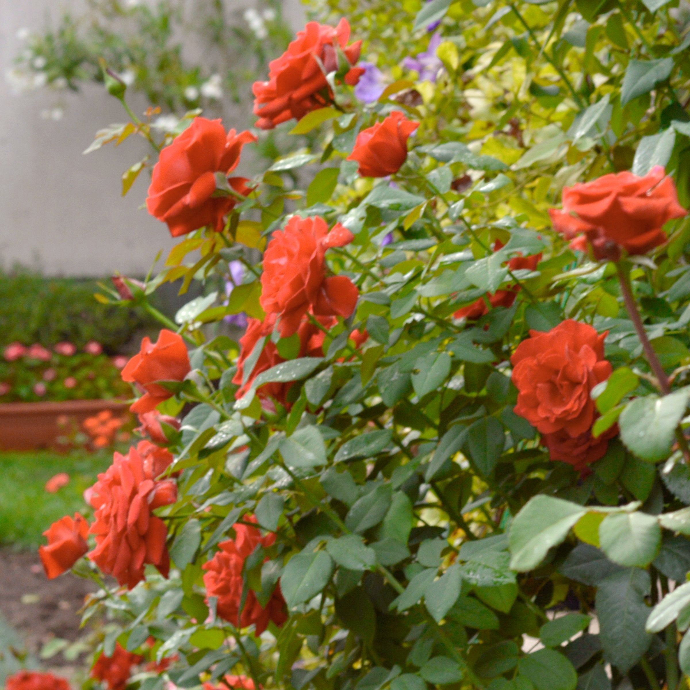 Tropicana Rose - Bare Root