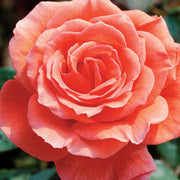 Tropicana Rose - Bare Root