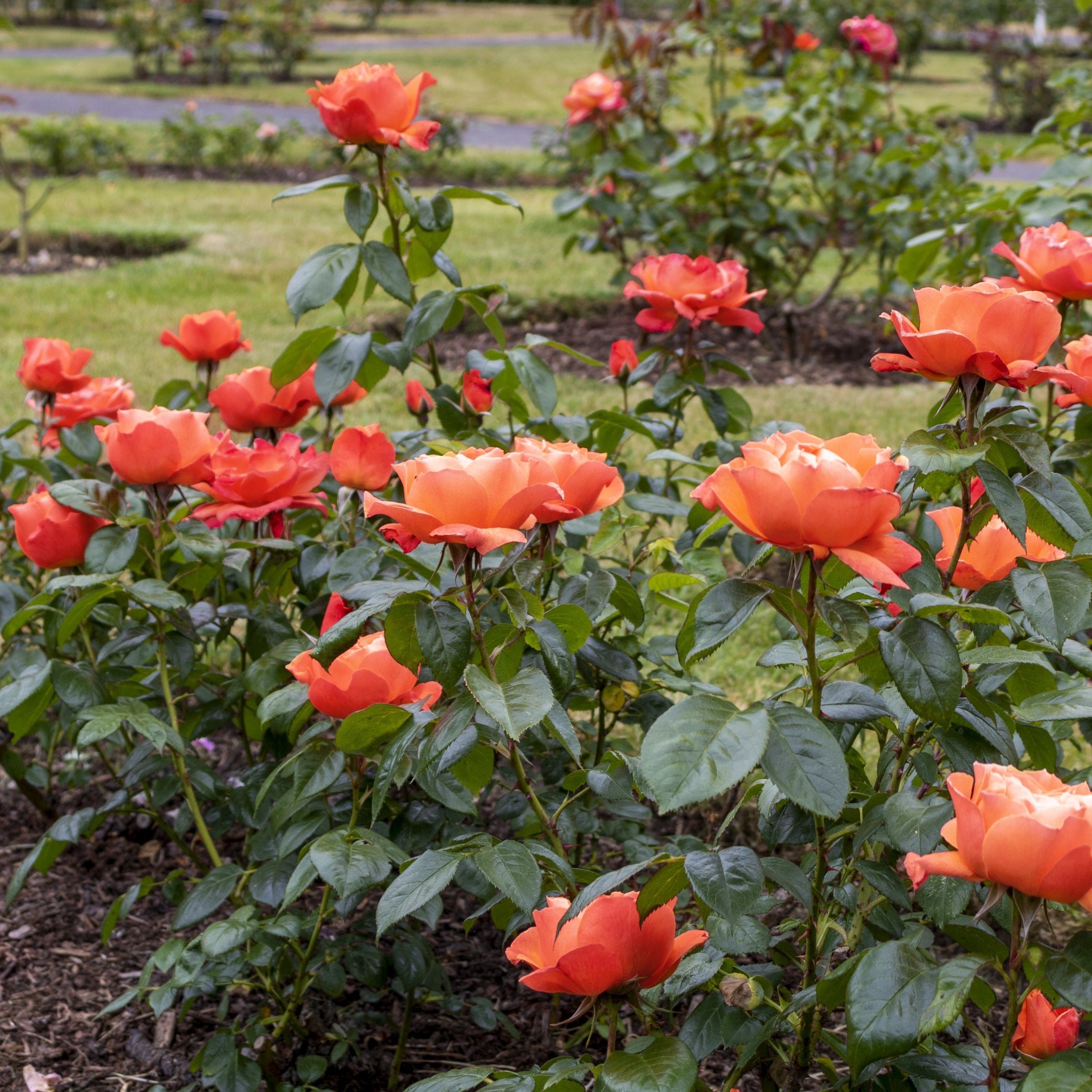 Shrubs | Rose Shrubs – Cottage Farms