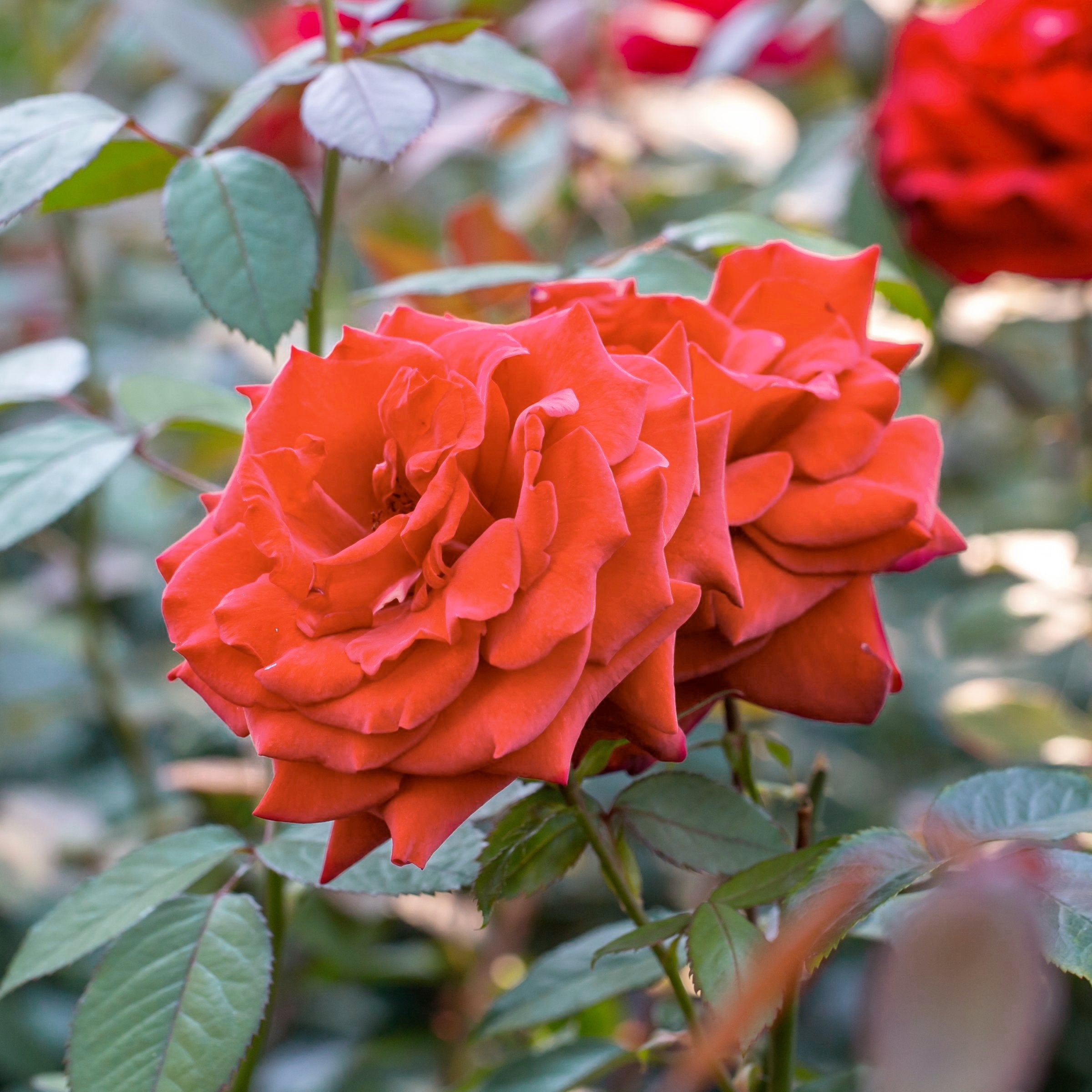 Tropicana Rose - Bare Root