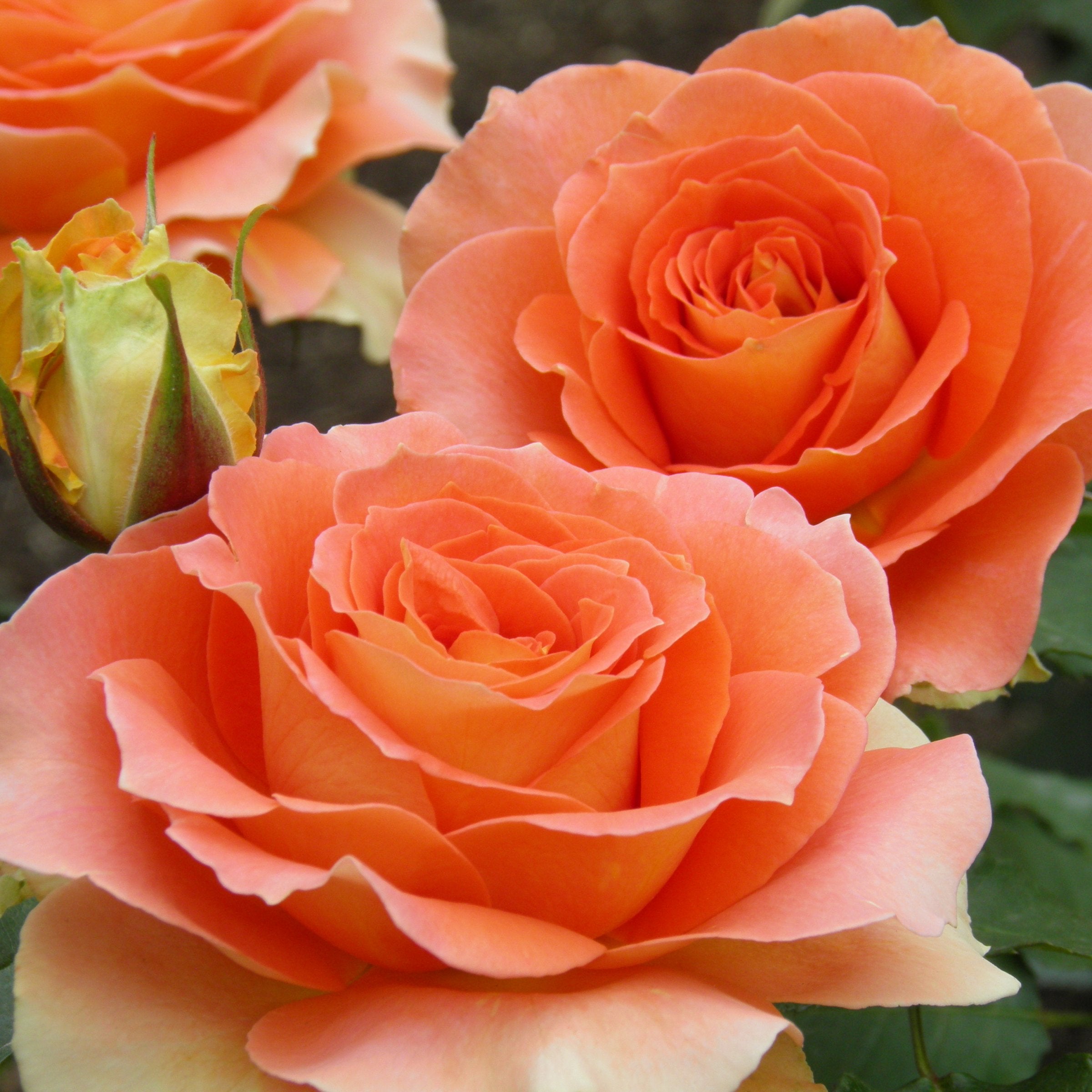 Tropicana Rose - Bare Root