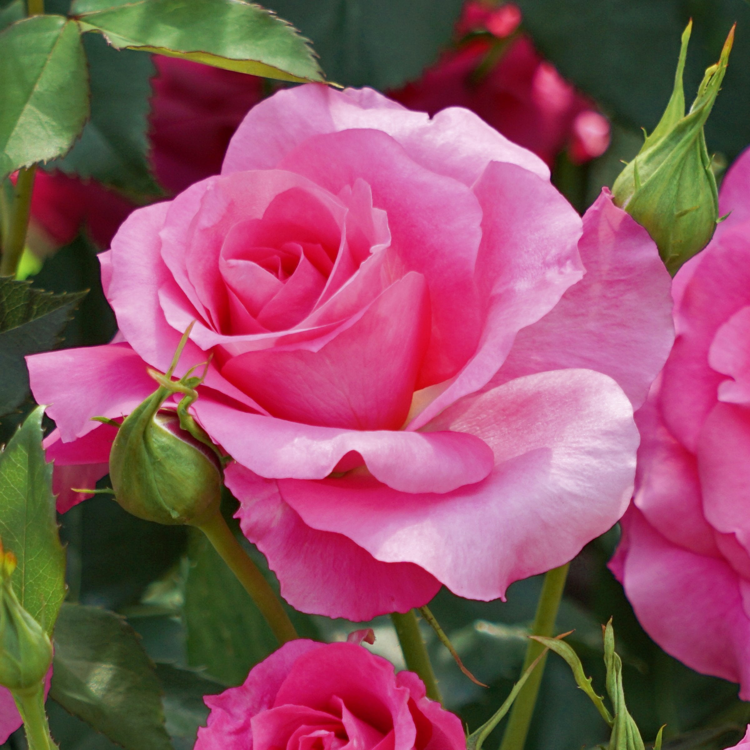 Pink Peace Rose- Bare Root