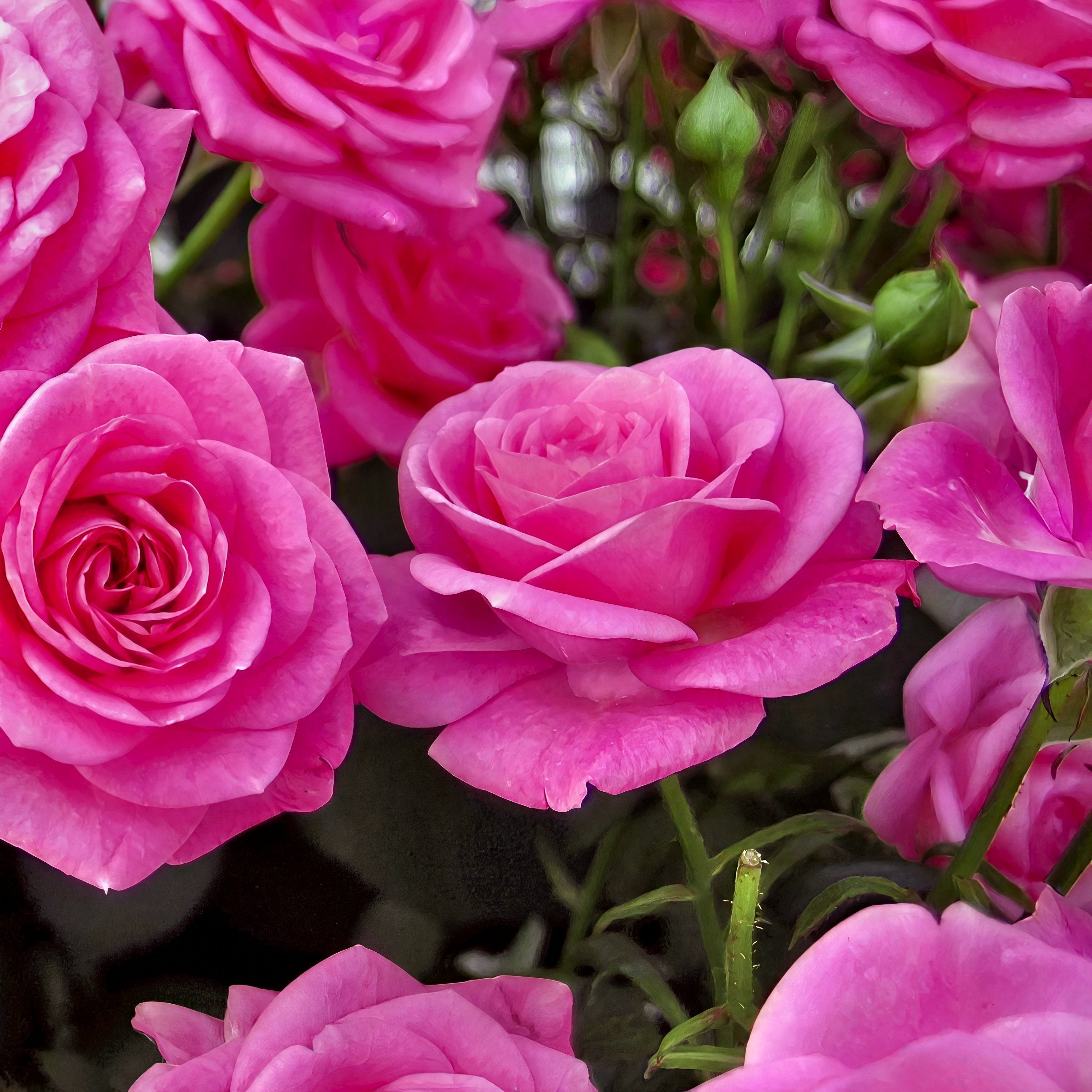 Pink Peace Rose- Bare Root