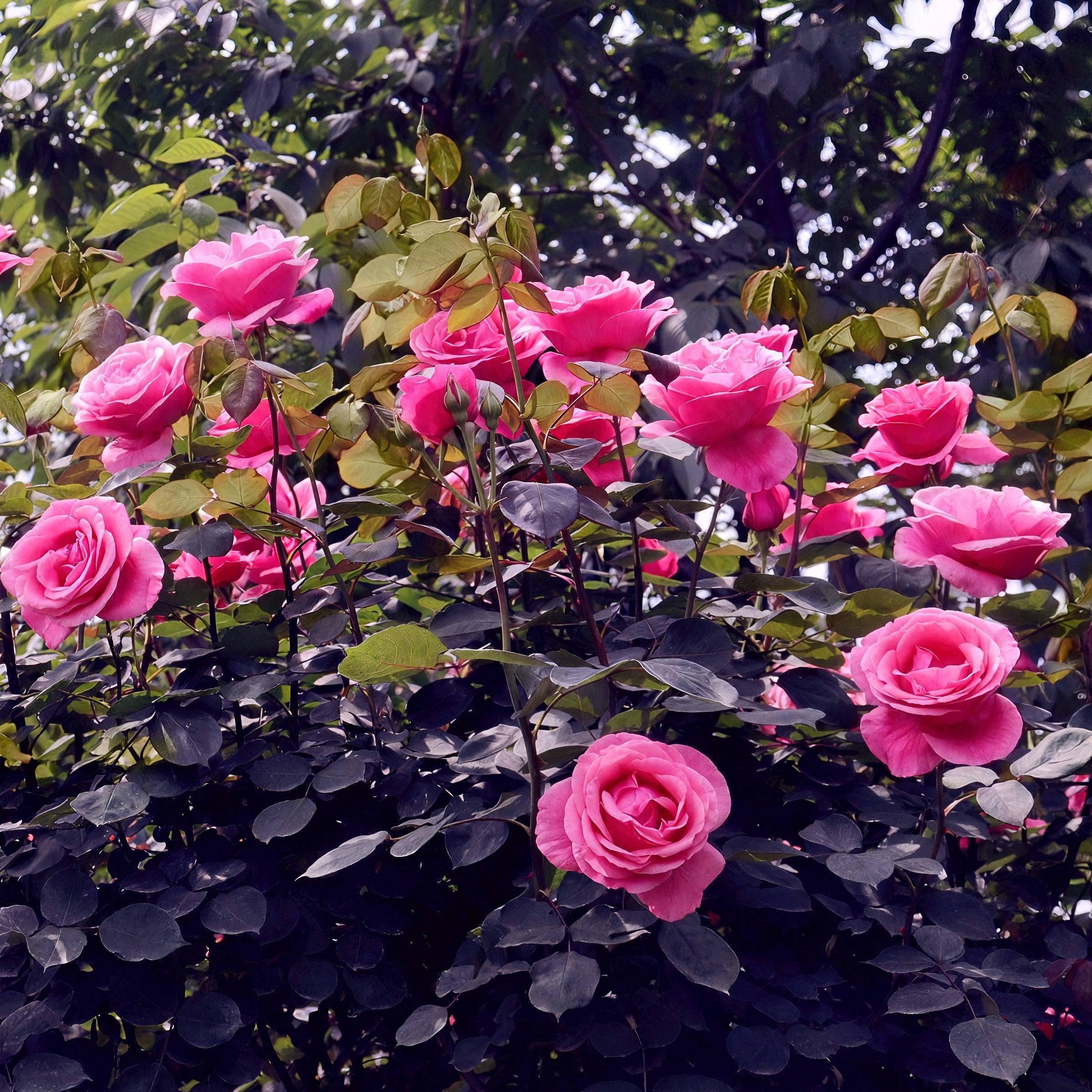 Rasberry Cupcake Rose - Bare Root