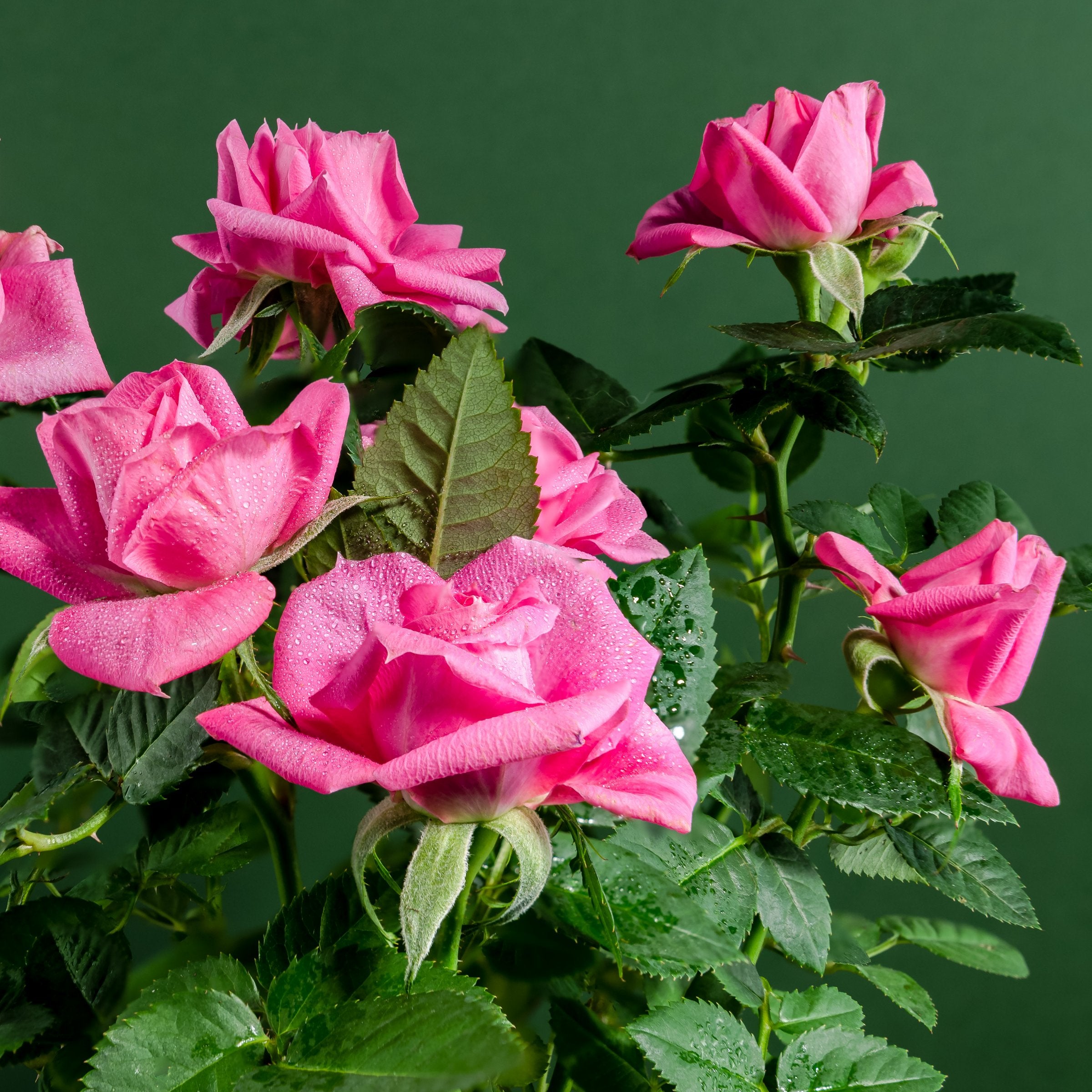 Rasberry Cupcake Rose - Bare Root