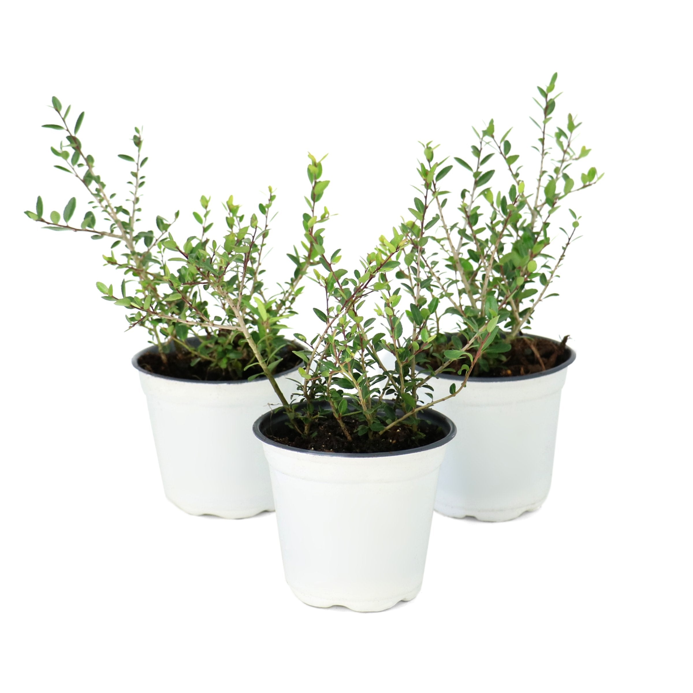 Dwarf Yaupon - 4" Pot