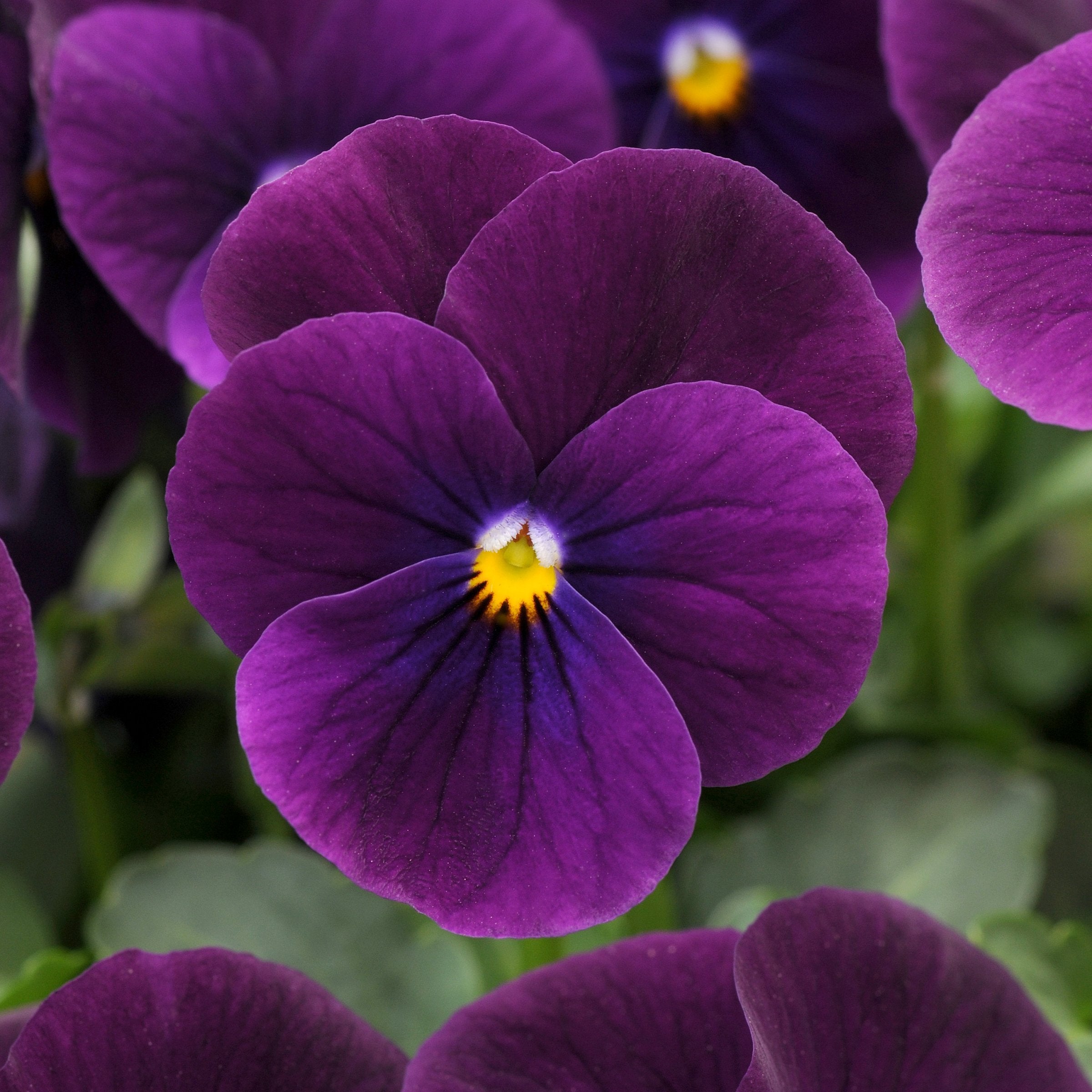 Viola hybrida Sorbet® XP Purple- 4" Pot
