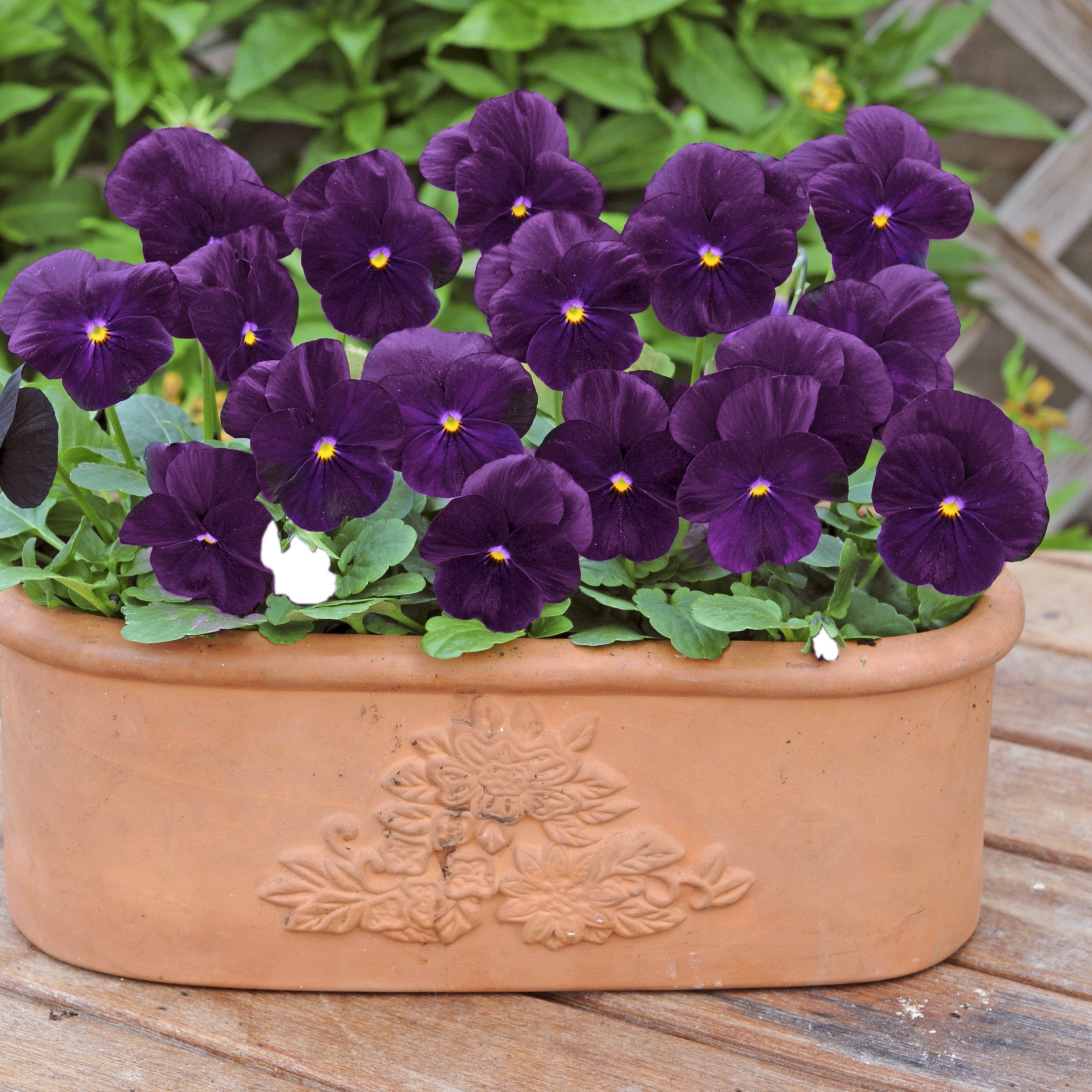 Viola hybrida Sorbet® XP Purple- 4" Pot
