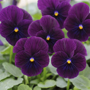 Viola hybrida Sorbet® XP Purple- 4" Pot