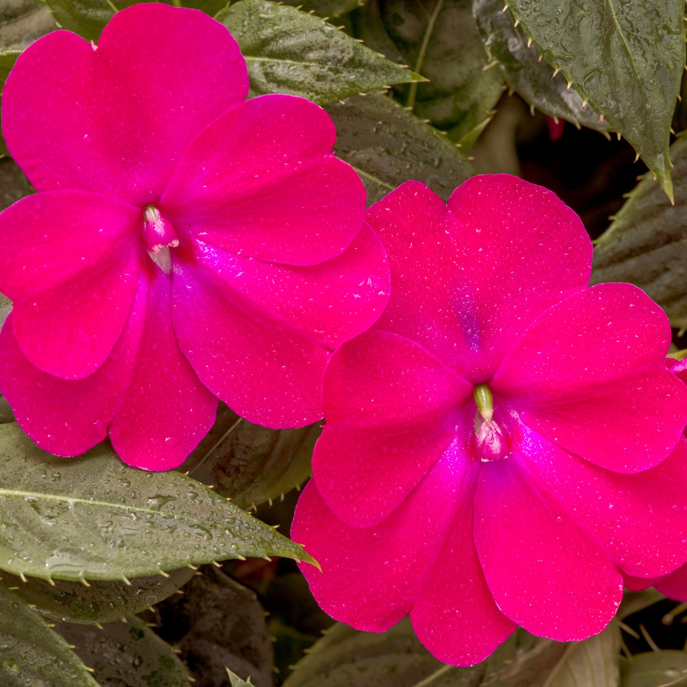 Impatiens, SunPatiens® 3-N-1 Happy Days Mix - 4" Pot