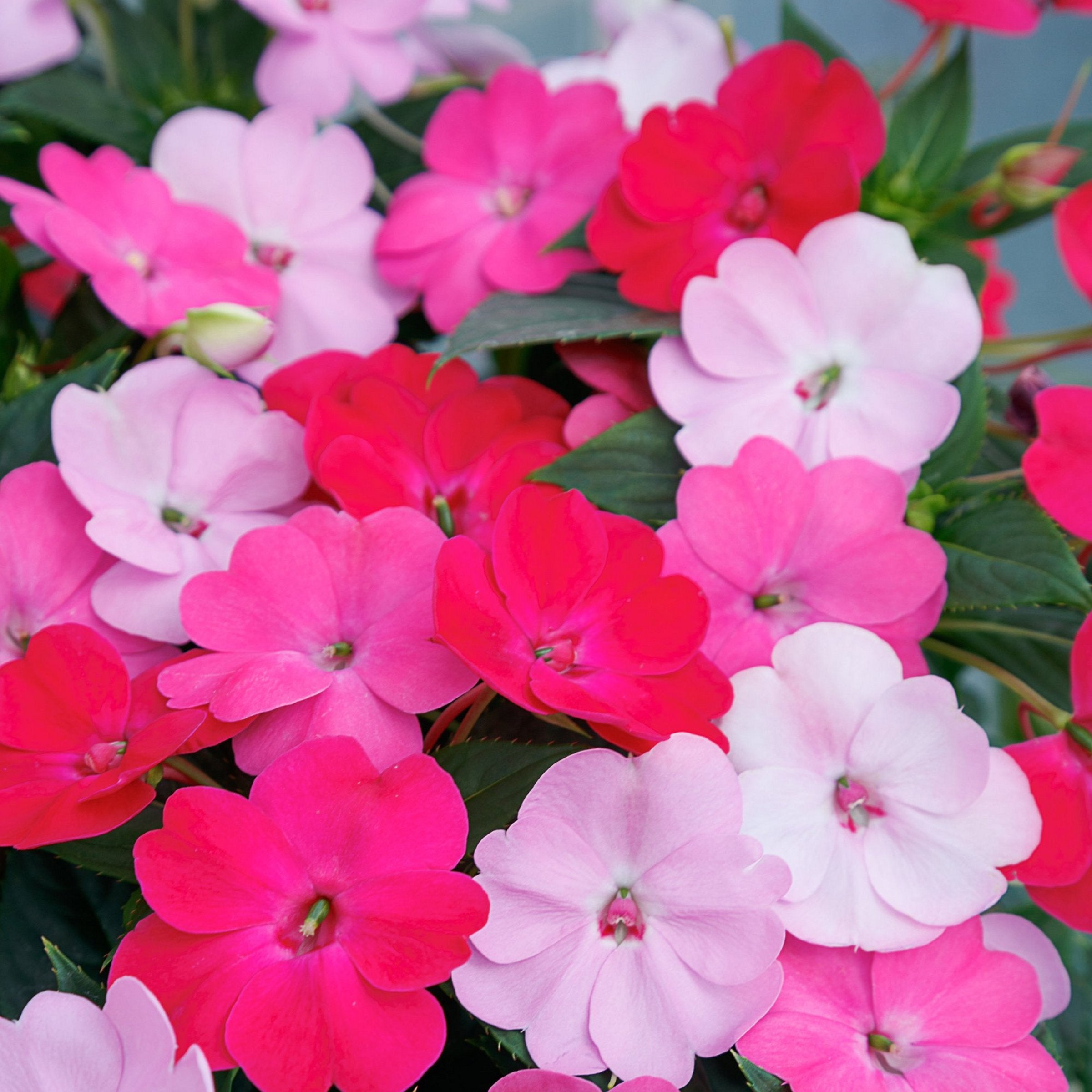 Impatiens, SunPatiens® 3-N-1 Happy Days Mix - 4" Pot