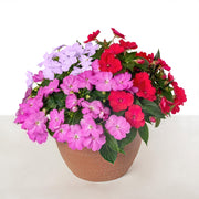 Impatiens, SunPatiens® 3-N-1 Happy Days Mix - 4" Pot