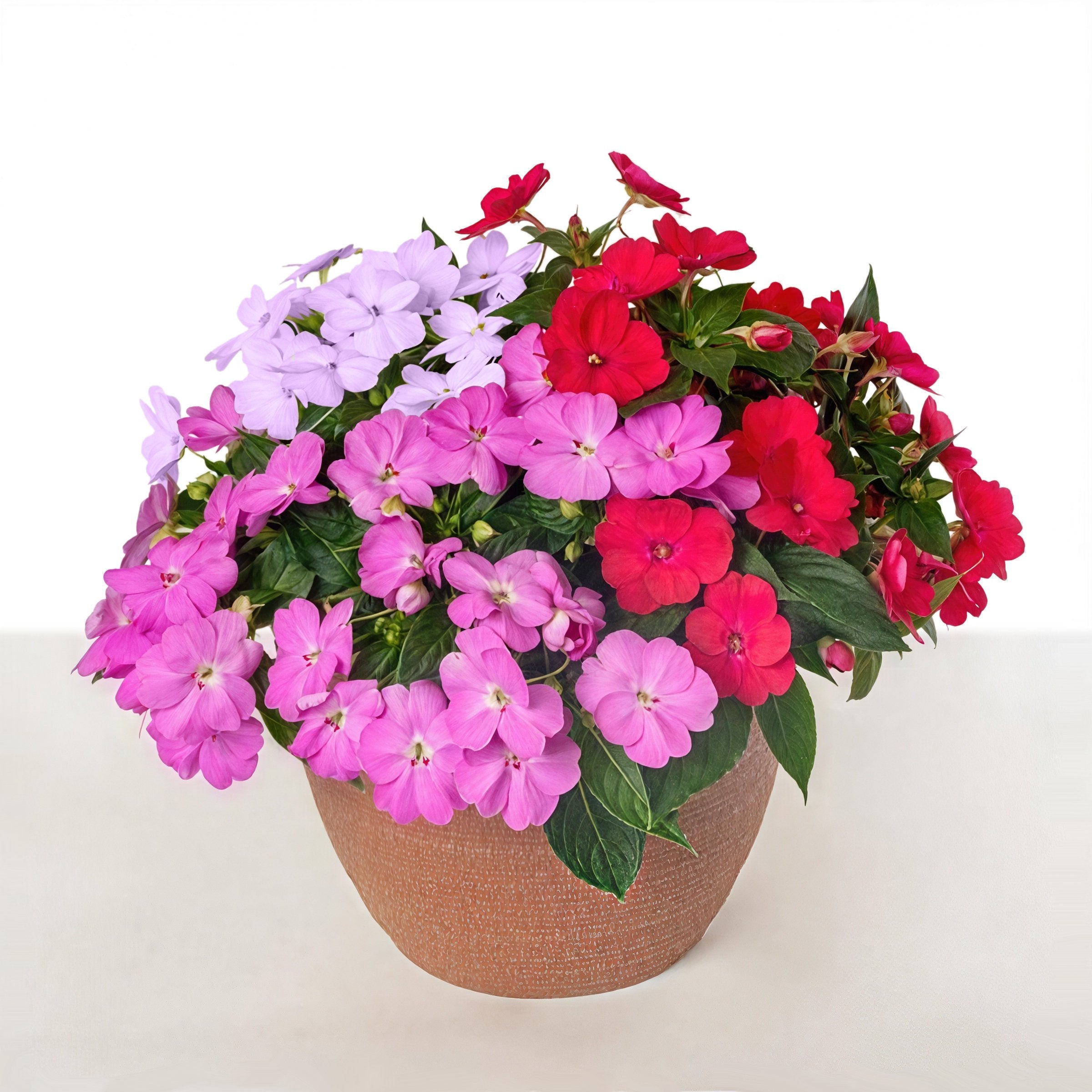 Impatiens, SunPatiens® 3-N-1 Happy Days Mix - 4" Pot