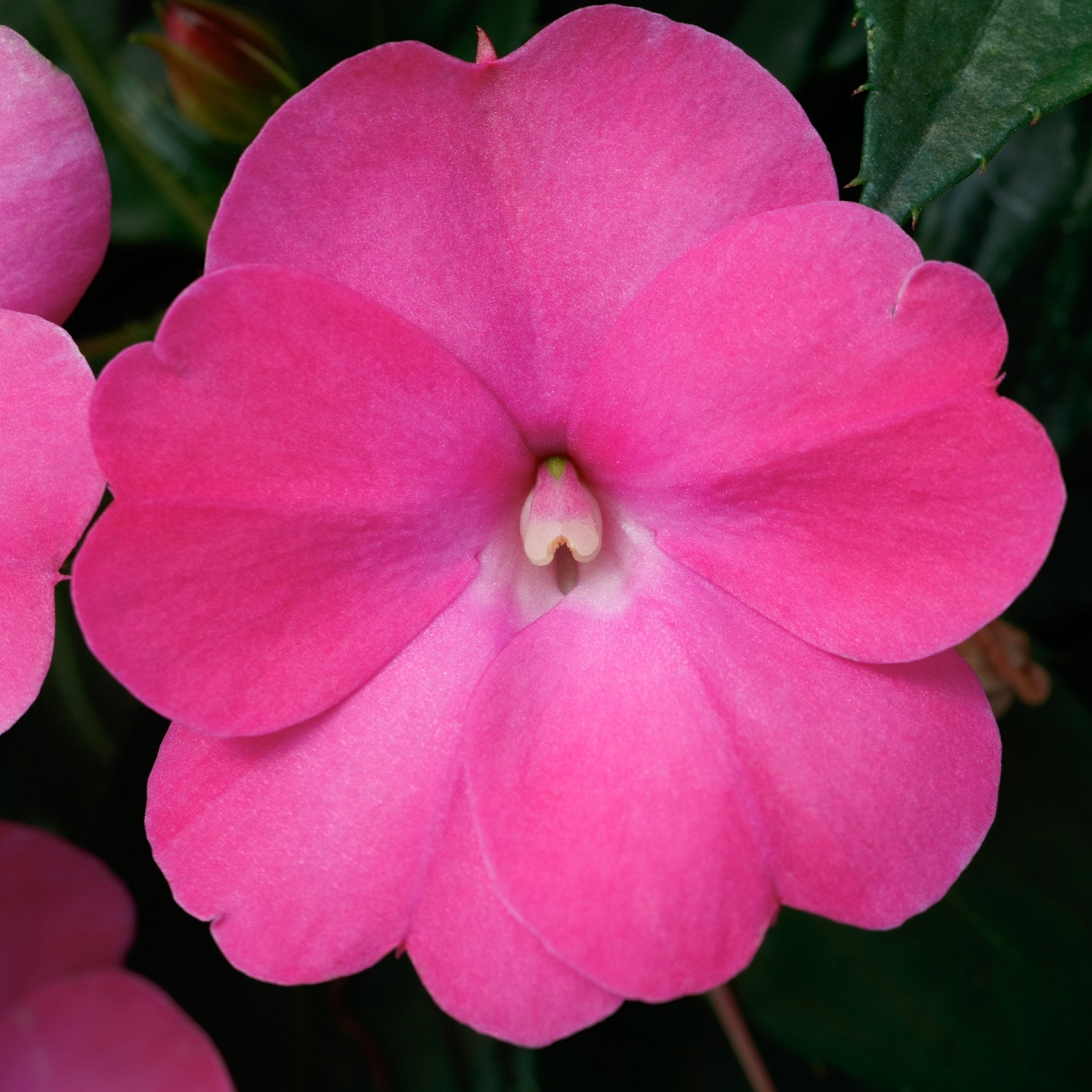 Impatiens, SunPatiens® 3-N-1 Happy Days Mix - 4" Pot
