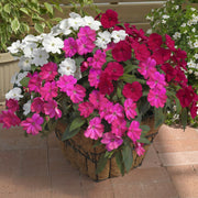 Impatiens, SunPatiens® 3-N-1 Best Friends Mix - 4" Pot